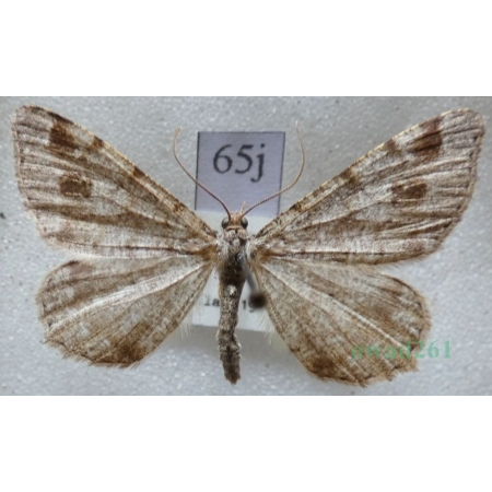 Macaria signaria (Hübner, 1809) Witalnik choiniak Czech65j
